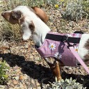 Easyfit Dog Harness - Size XL